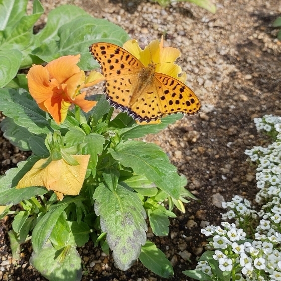 パンジーの花が開いたら、ヒョウモン蝶がやってきました。綺麗で嬉しかったのですが、調べると、幼虫がスミレやパンジーが好物のようです。う～ん、複雑・・