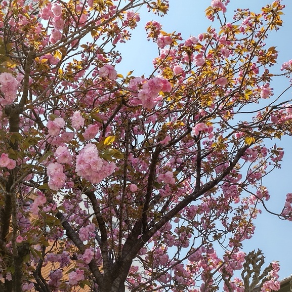 お隣の八重桜です。先週が満開でした！
